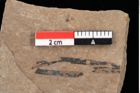 Foto (Detailansicht) von Pinus laricio Poiret (NHMW-GEO-2024-0188-0239)